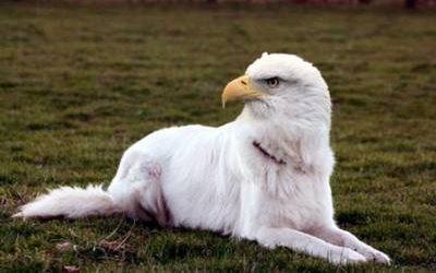 Grand duc