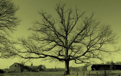 L’arbre
