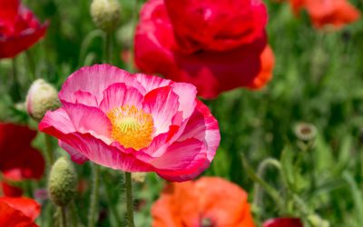 Opium flowers