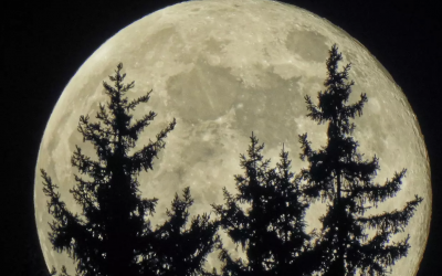 Con comme la lune